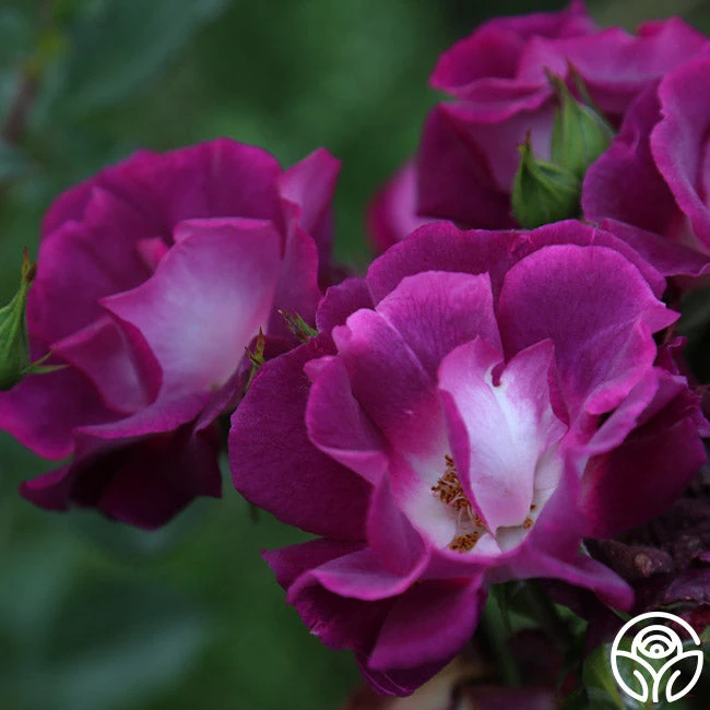 Sultry Sangria™ 3 Sultry Sangria™ - Image 3