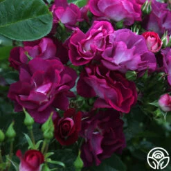 Sultry Sangria™ 17 Sultry Sangria™ -RoseLuxe Shop Sultry Sangria 15