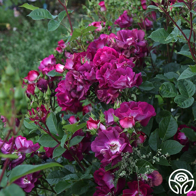 Sultry Sangria™ 4 Sultry Sangria™ - Image 4