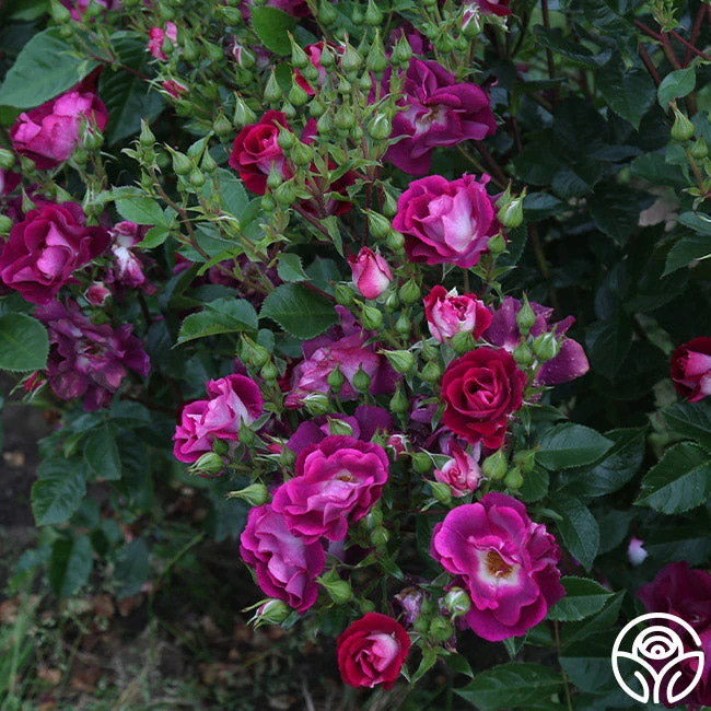 Sultry Sangria™ 2 Sultry Sangria™ - Image 2