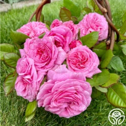 Parfuma® Summer Romance -RoseLuxe Shop Summer Romance 10