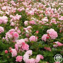 Parfuma® Summer Romance -RoseLuxe Shop Summer Romance 11