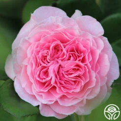 Parfuma® Summer Romance -RoseLuxe Shop Summer Romance 125