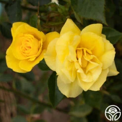 Sun Flare -RoseLuxe Shop Sun Flare 11