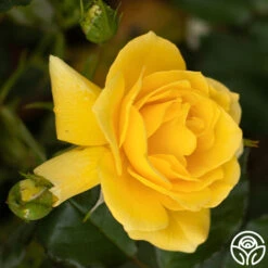 Sun Flare -RoseLuxe Shop Sun Flare 12