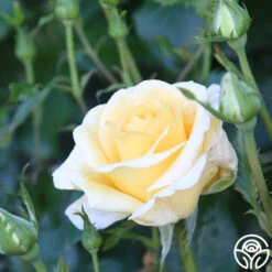 Sunshine Daydream™ -RoseLuxe Shop Sunshine Daydream 12