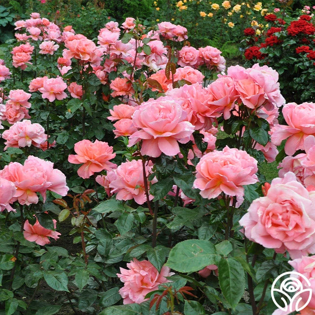 Sweet Fragrance 3 Sweet Fragrance - Image 3