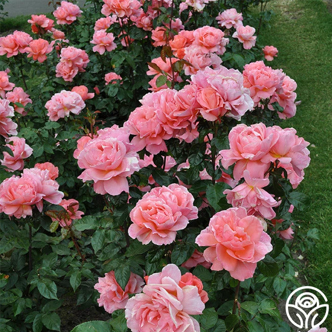 Sweet Fragrance 2 Sweet Fragrance - Image 2