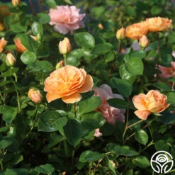 Tatin -RoseLuxe Shop Tatin 01