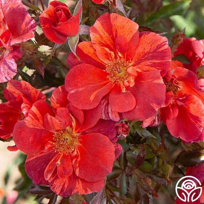 Tawny Tiger 1 Tawny Tiger