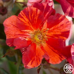 Tawny Tiger 12 Tawny Tiger -RoseLuxe Shop Tawny Tiger 02