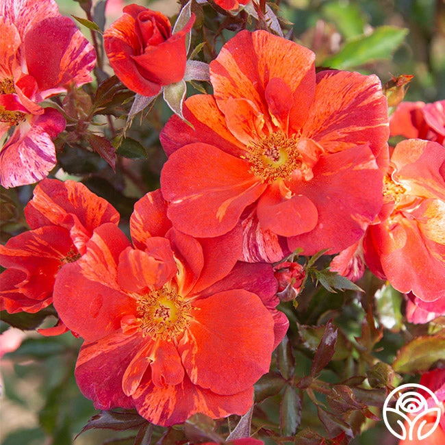 Tawny Tiger 5 Tawny Tiger - Image 5