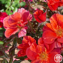 Tawny Tiger 15 Tawny Tiger -RoseLuxe Shop Tawny Tiger 05