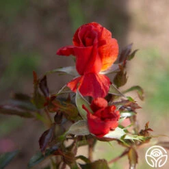 Tawny Tiger 16 Tawny Tiger -RoseLuxe Shop Tawny Tiger 06