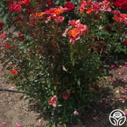 Tawny Tiger 13 Tawny Tiger -RoseLuxe Shop Tawny Tiger 07