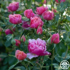 Tequila Supreme™ 5 Tequila Supreme™ -RoseLuxe Shop Tequilla Supreme 01