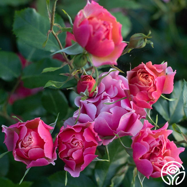 Tequila Supreme™ 2 Tequila Supreme™ - Image 2