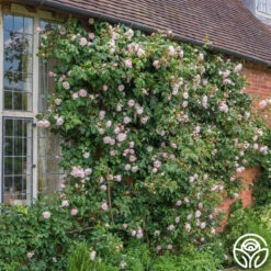 The Generous Gardener™ -RoseLuxe Shop The Generous Gardener 21