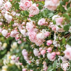 The Generous Gardener™ -RoseLuxe Shop The Generous Gardener 24