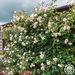 The Generous Gardener™ -RoseLuxe Shop The Generous Gardener 2546