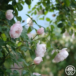 The Generous Gardener™ -RoseLuxe Shop The Generous Gardener 289