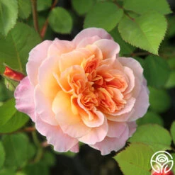 The Impressionist™ 23 The Impressionist™ -RoseLuxe Shop The Impressionist 121