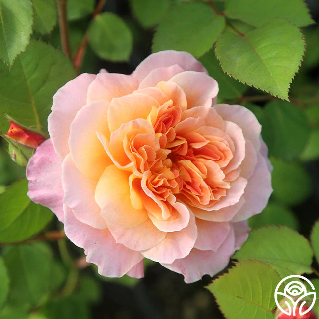 The Impressionist™ 12 The Impressionist™ - Image 12