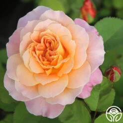 The Impressionist™ 15 The Impressionist™ -RoseLuxe Shop The Impressionist 19