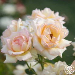 The Lady 12 The Lady -RoseLuxe Shop The Lady 06