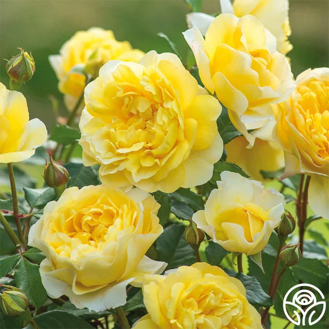 The Poet's Wife 2 The Poet's Wife - Image 2