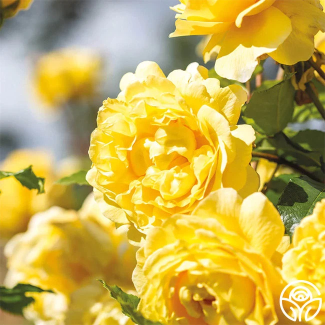 The Poet's Wife 4 The Poet's Wife - Image 4