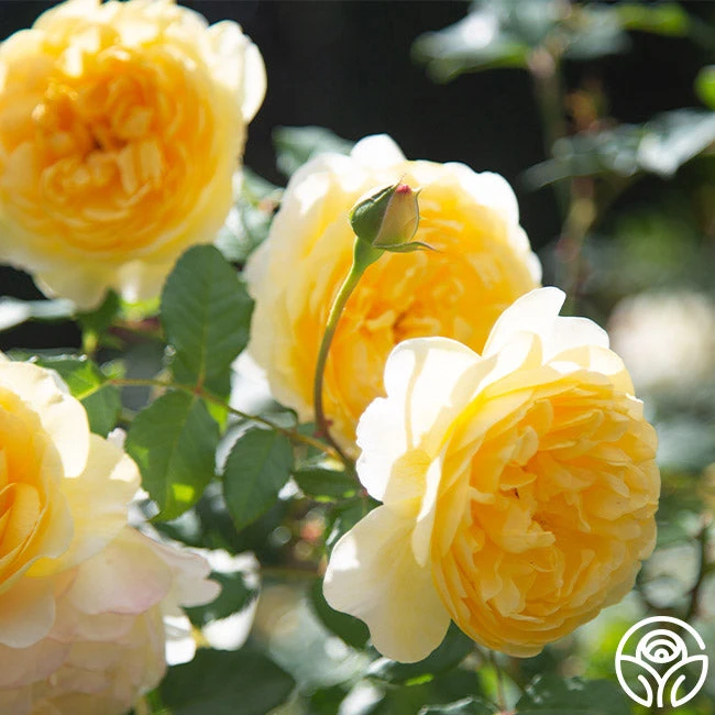 The Poet's Wife 10 The Poet's Wife - Image 10