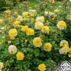 The Poet's Wife 14 The Poet's Wife -RoseLuxe Shop The Poet s Wife 15