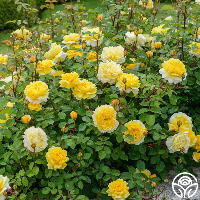 The Poet's Wife 3 The Poet's Wife - Image 3