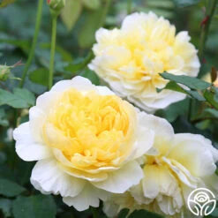 The Poet's Wife 20 The Poet's Wife -RoseLuxe Shop The Poet s Wife 16