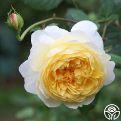 The Poet's Wife 19 The Poet's Wife -RoseLuxe Shop The Poet s Wife 17