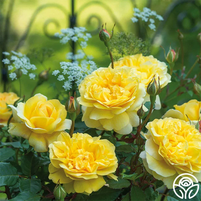 The Poet's Wife 1 The Poet's Wife