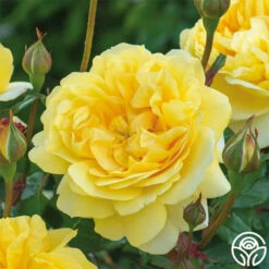 The Poet's Wife 17 The Poet's Wife -RoseLuxe Shop The Poet s Wife 19