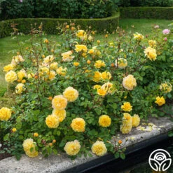 The Poet's Wife 16 The Poet's Wife -RoseLuxe Shop The Poet s Wife 20