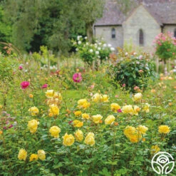 The Poet's Wife 18 The Poet's Wife -RoseLuxe Shop The Poet s Wife 21