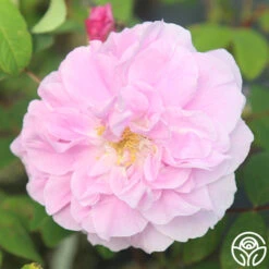 Thérèse Bugnet -RoseLuxe Shop Therese Bugnet 1 b012399b 430f 4fac 9ebb 494b72de4a39