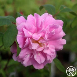 Thérèse Bugnet -RoseLuxe Shop Therese Bugnet 3