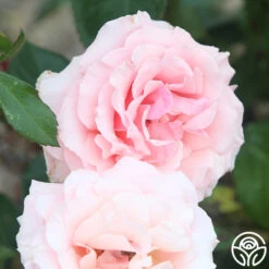 Tournament Of Roses 8 Tournament Of Roses -RoseLuxe Shop Tournament of Roses 11