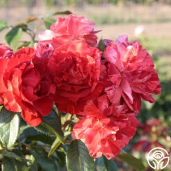 Tropical Lightning -RoseLuxe Shop Tropical Lightning 11