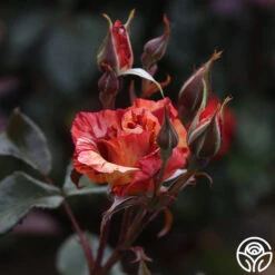 Tropical Lightning -RoseLuxe Shop Tropical Lightning 12