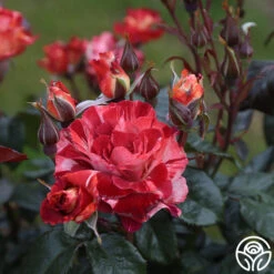 Tropical Lightning -RoseLuxe Shop Tropical Lightning 17