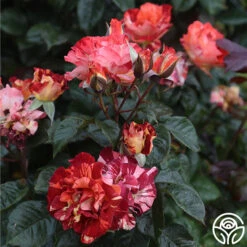 Tropical Lightning -RoseLuxe Shop Tropical Lightning 19