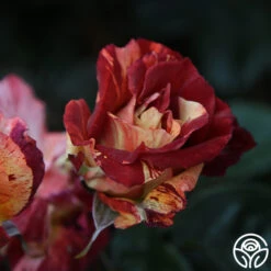 Tropical Lightning -RoseLuxe Shop Tropical Lightning 20