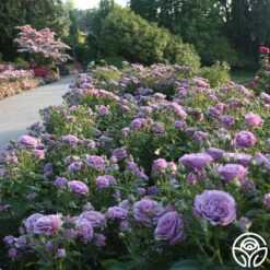 Violet's Pride™ -RoseLuxe Shop Violet s Pride 15