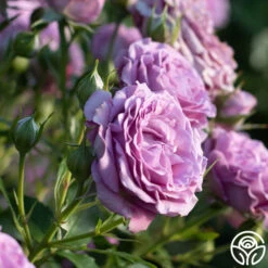 Violet's Pride™ -RoseLuxe Shop Violet s Pride 21